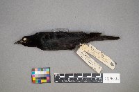 Euphagus cyanocephalus image