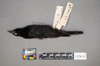 Euphagus cyanocephalus image