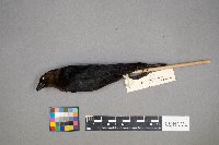 Molothrus ater image