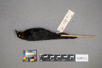 Molothrus ater image