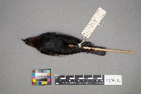 Molothrus ater image