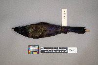 Quiscalus quiscula image