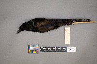 Quiscalus quiscula image