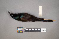 Quiscalus quiscula image