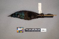 Quiscalus quiscula image