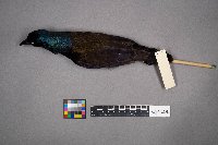 Quiscalus quiscula image