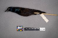 Quiscalus quiscula image