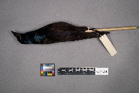 Quiscalus quiscula image