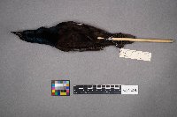 Quiscalus quiscula image