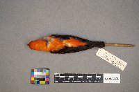 Piranga olivacea image