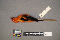 Piranga olivacea image