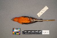 Piranga olivacea image