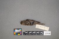 Acanthis flammea image