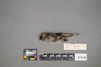 Acanthis flammea image