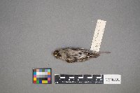 Acanthis flammea image