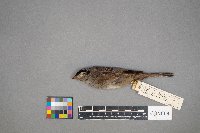 Zonotrichia leucophrys image