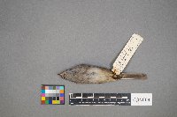 Zonotrichia leucophrys image