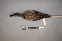 Spatula discors image