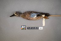 Spatula discors image