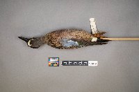 Spatula discors image