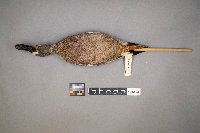 Spatula discors image