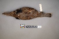 Bonasa umbellus image