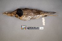 Bonasa umbellus image