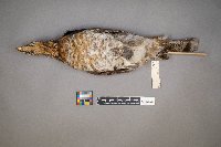 Bonasa umbellus image