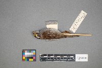 Zonotrichia albicollis image