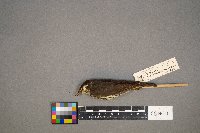 Parkesia noveboracensis image