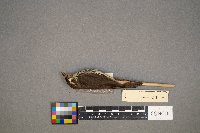 Parkesia noveboracensis image