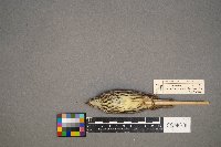 Parkesia noveboracensis image