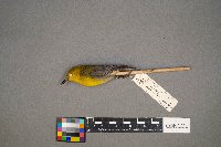 Protonotaria citrea image