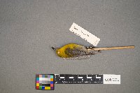 Protonotaria citrea image