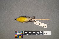 Protonotaria citrea image