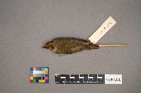 Seiurus aurocapilla image