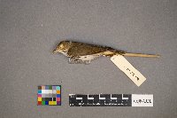 Seiurus aurocapilla image