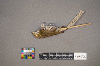 Seiurus aurocapilla image