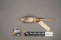 Seiurus aurocapilla image