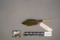 Geothlypis formosa image