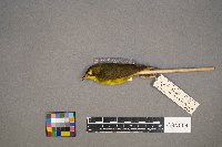 Geothlypis formosa image