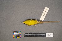 Geothlypis formosa image