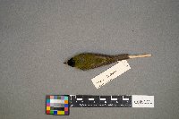 Cardellina pusilla image