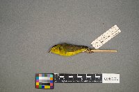 Cardellina pusilla image