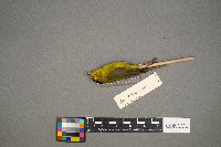 Cardellina pusilla image