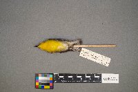 Cardellina pusilla image