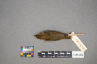 Seiurus aurocapilla image