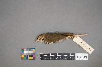 Seiurus aurocapilla image