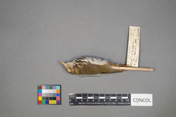 Seiurus aurocapilla image