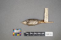 Seiurus aurocapilla image